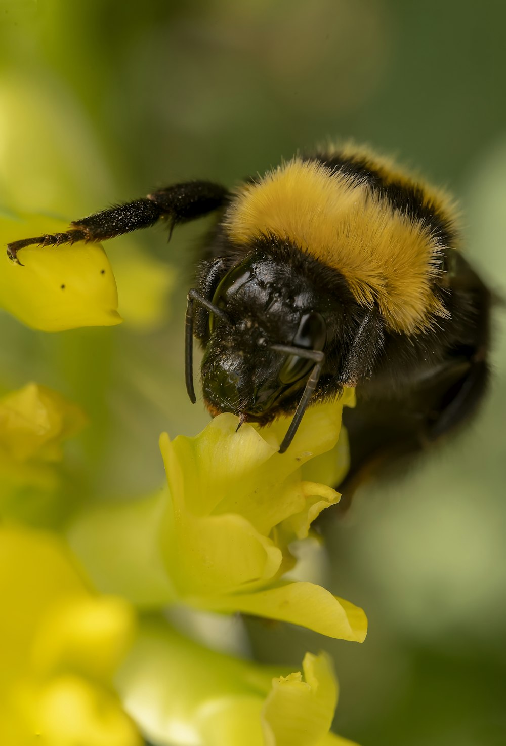 a bee on a flower