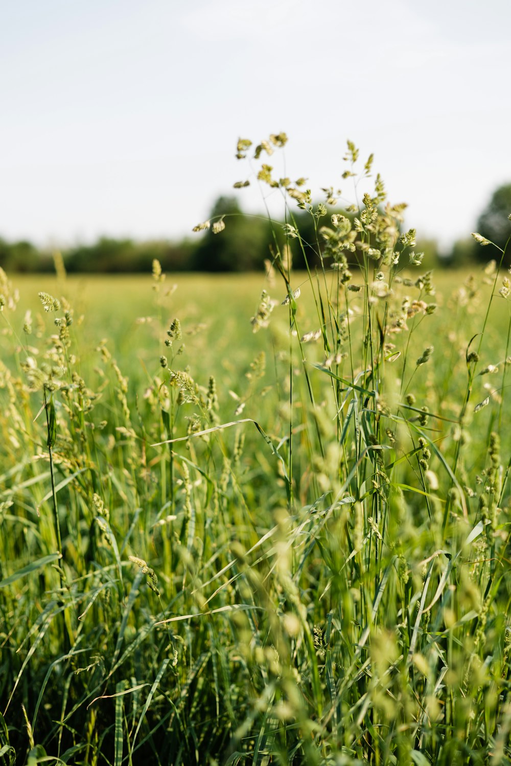 a field of grass