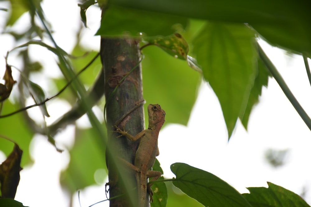 a lizard on a tree branch