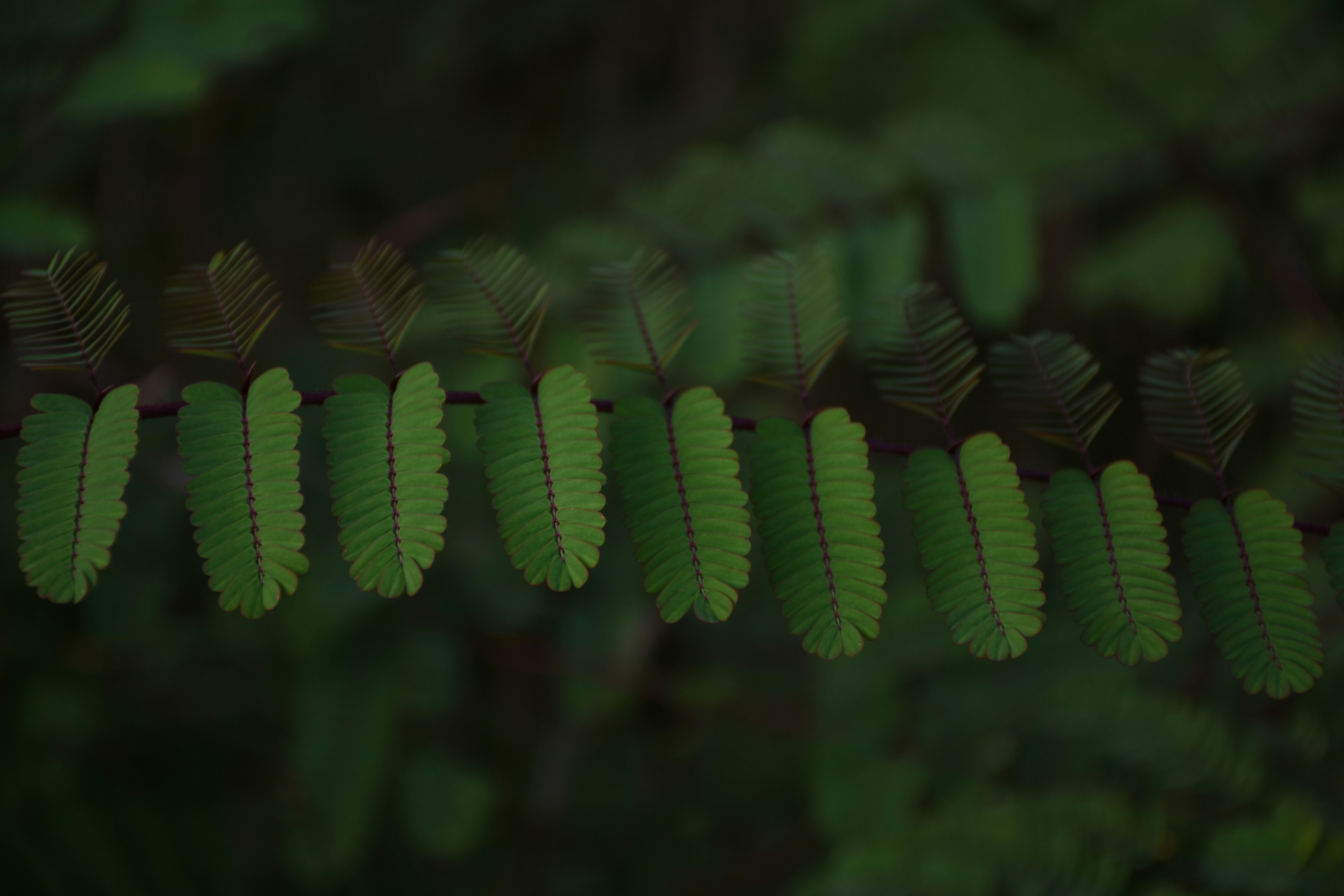 a group of plants with leaves