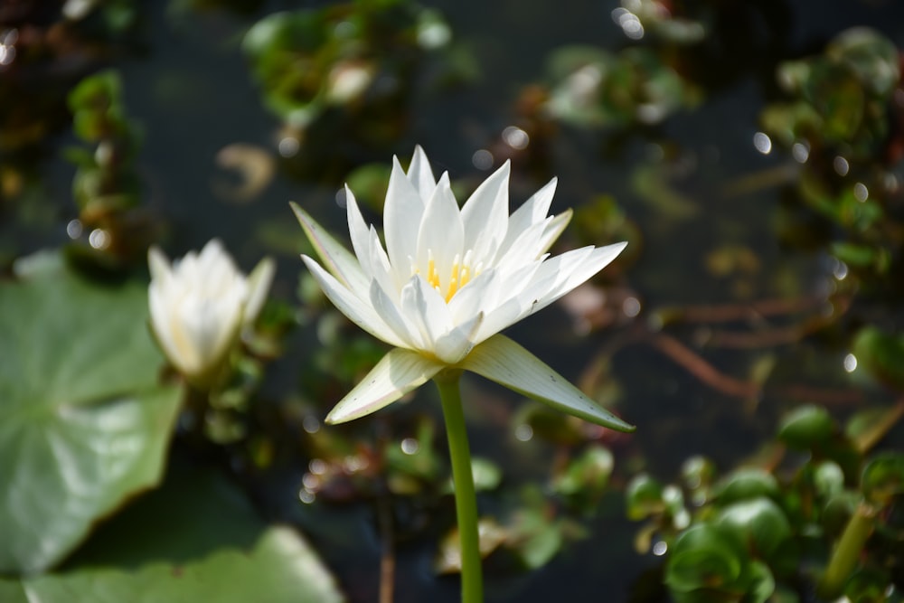 a white flower with yellow center