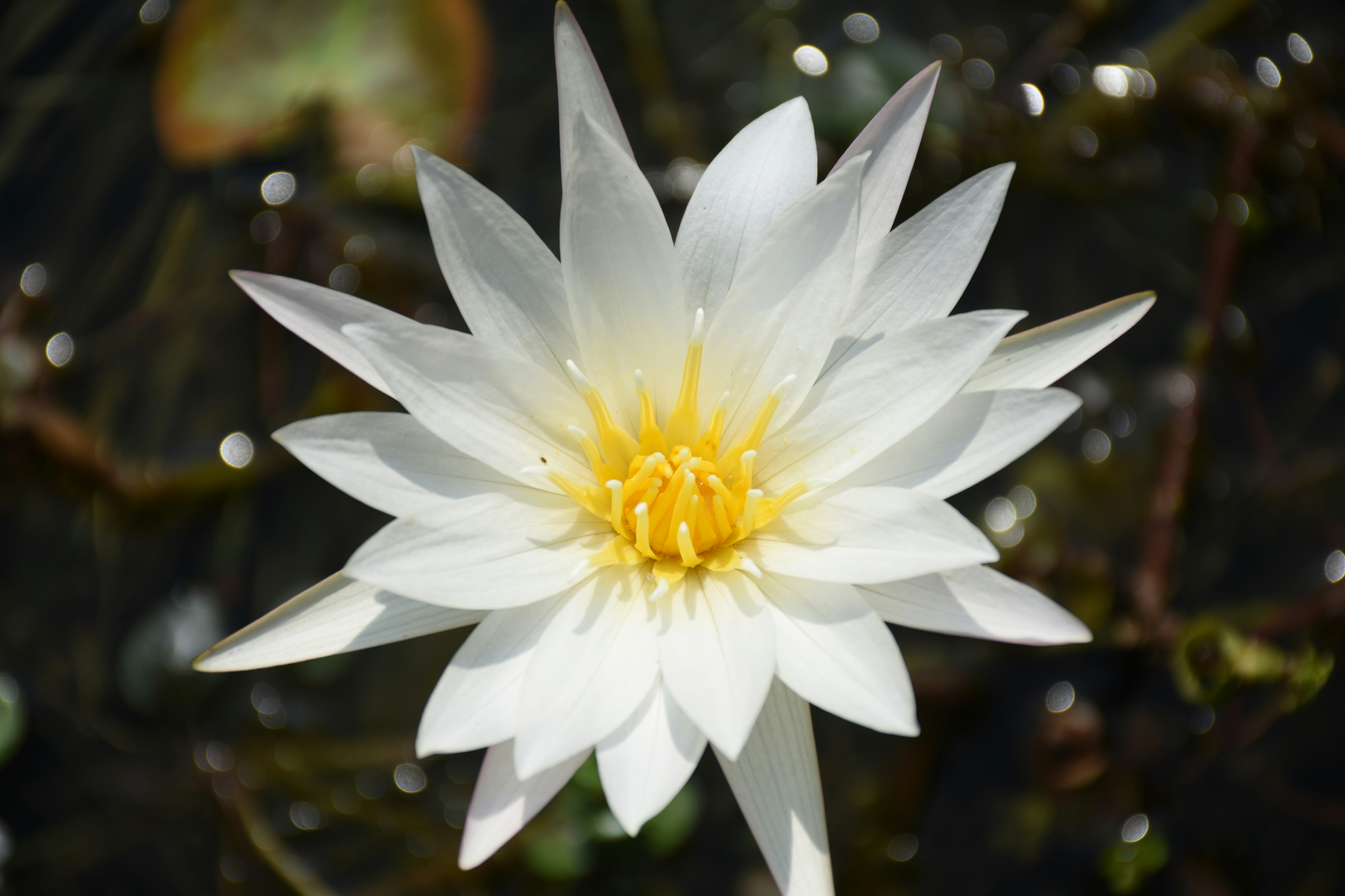 a white flower with yellow center