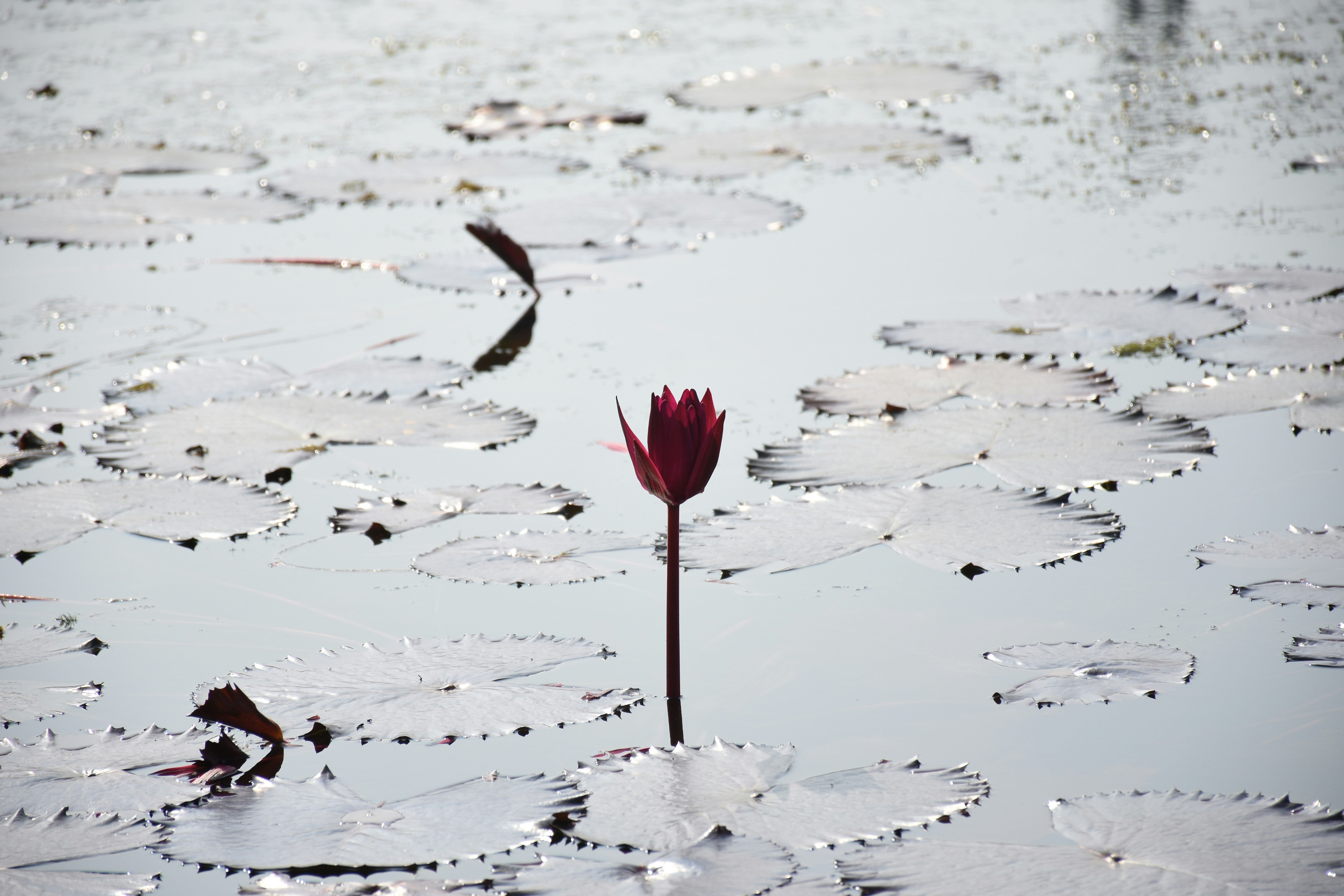 a red flower in the snow