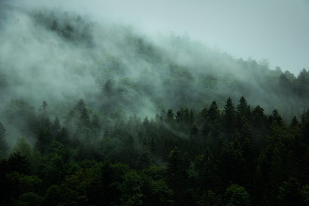 a forest of trees