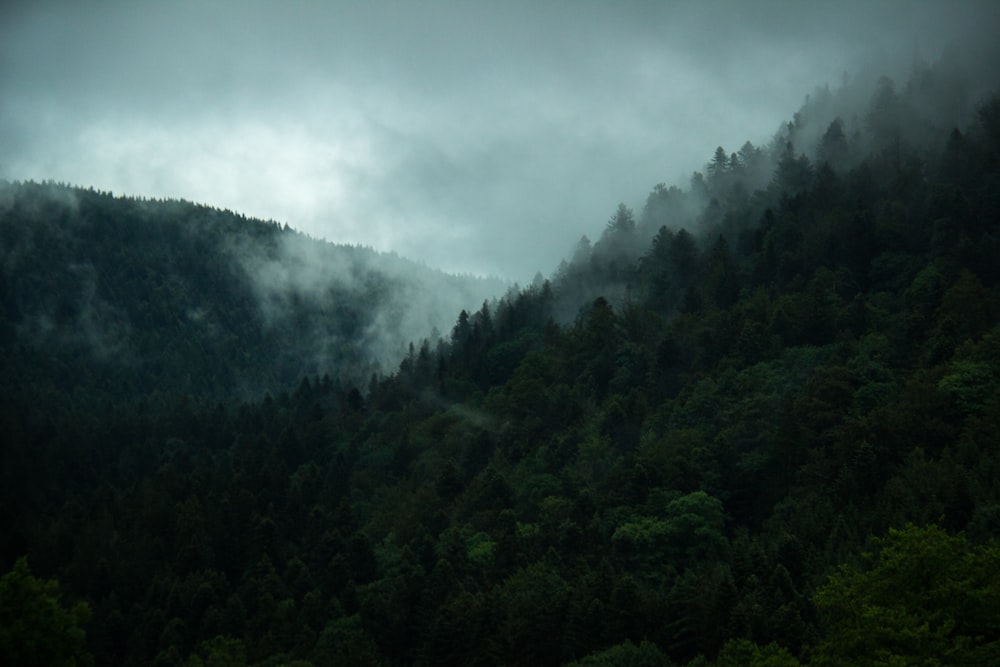 a forest of trees