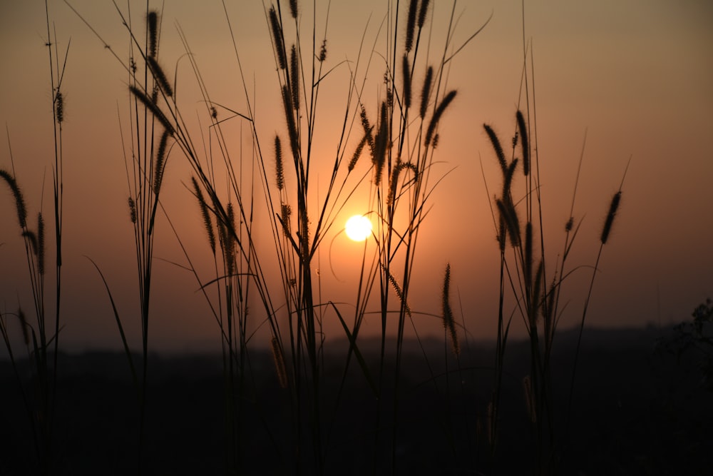 Đồng lúa với mặt trời phía sau: Hãy cùng nhau thả hồn vào những khung cảnh tuyệt đẹp về đồng lúa và mặt trời phía sau. Với những bức ảnh thiên nhiên tinh tế và sắc nét, bạn sẽ được trải nghiệm không gian bình yên, êm đềm, đầy cảm nhận.