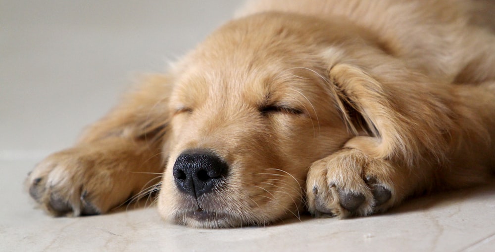 a dog sleeping on the ground