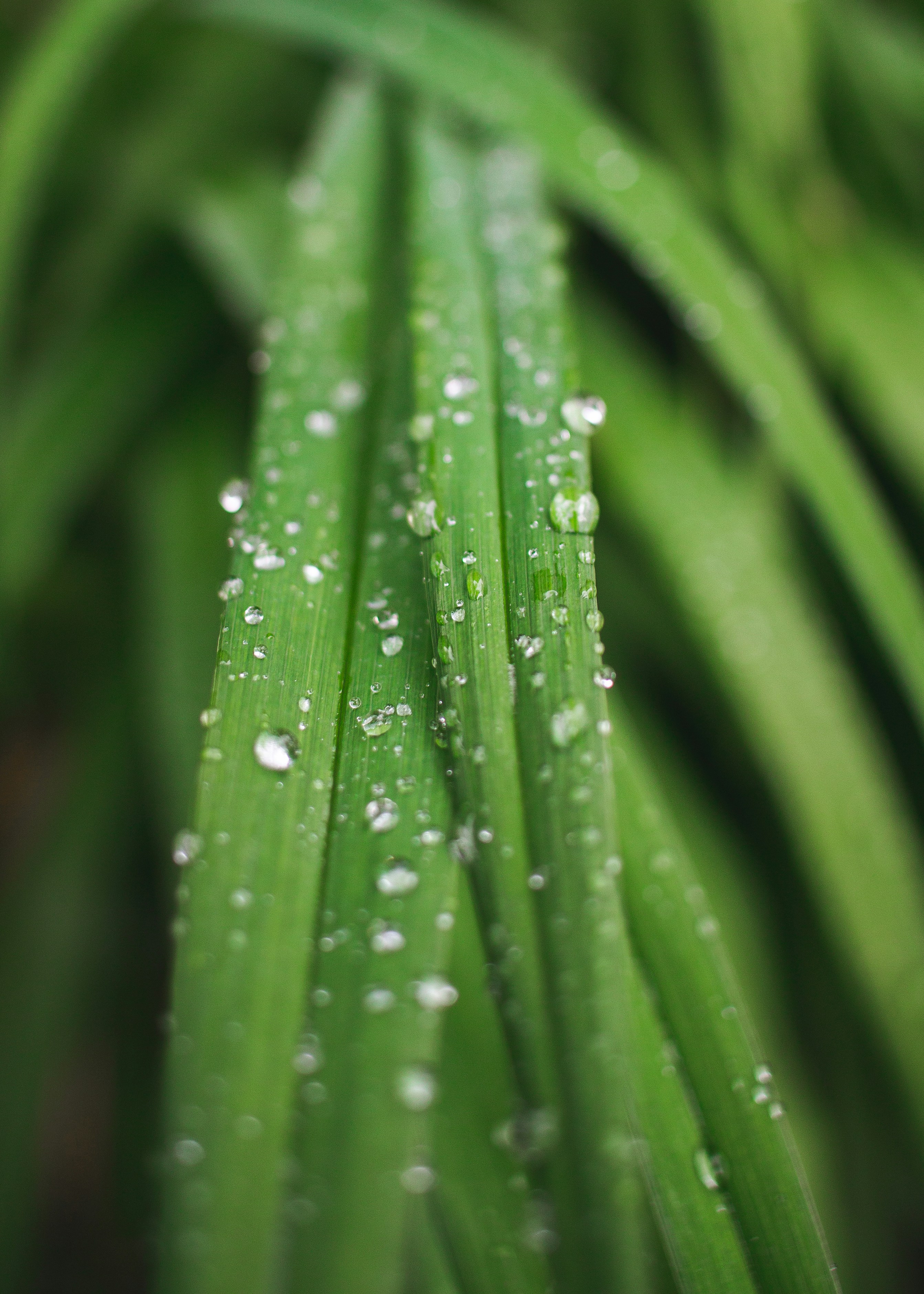 a close up of a leaf