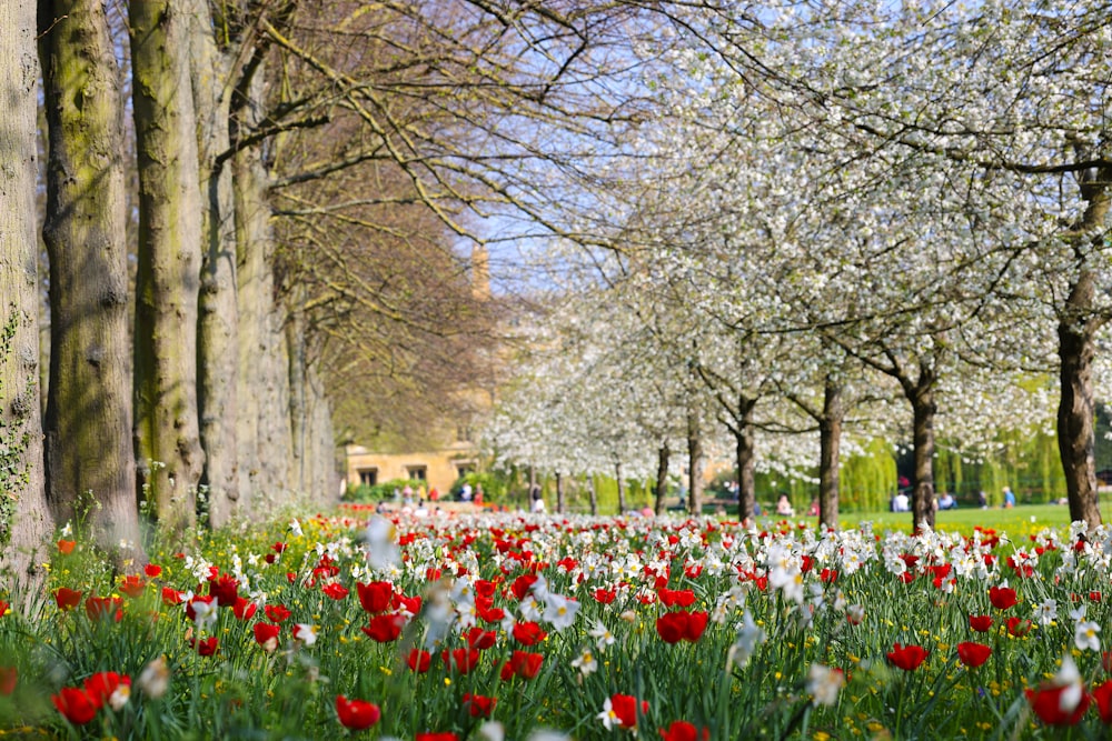 a field of flowers with trees in the back