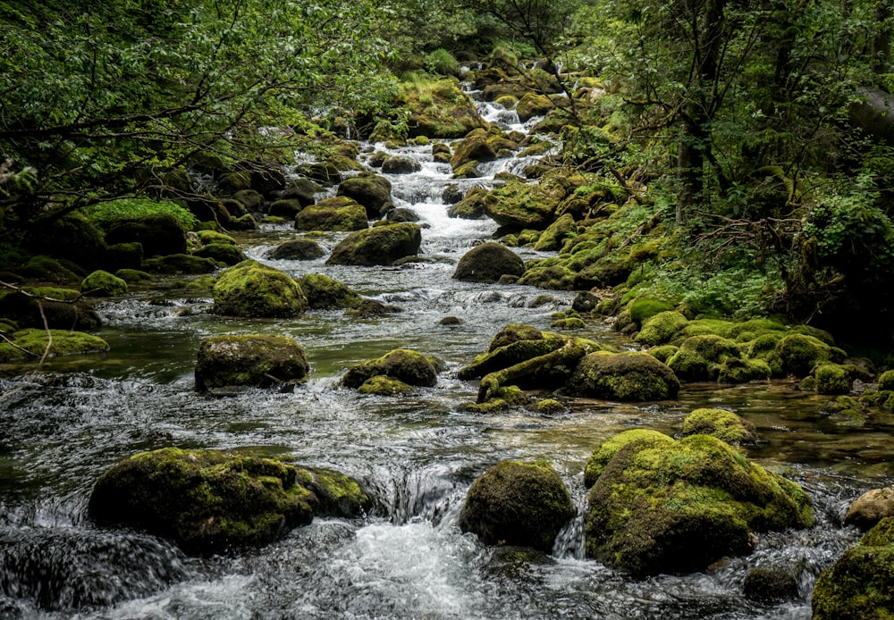 a river with rocks and plants