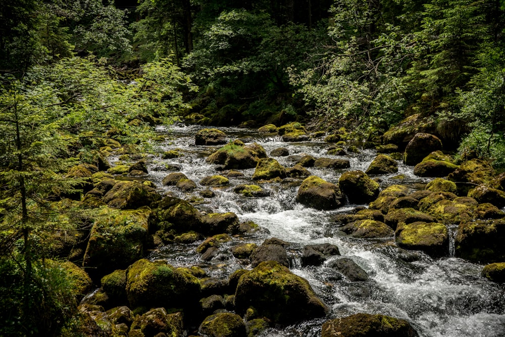 a river with rocks and trees