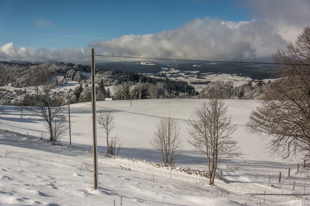 a snowy landscape with trees and a power line