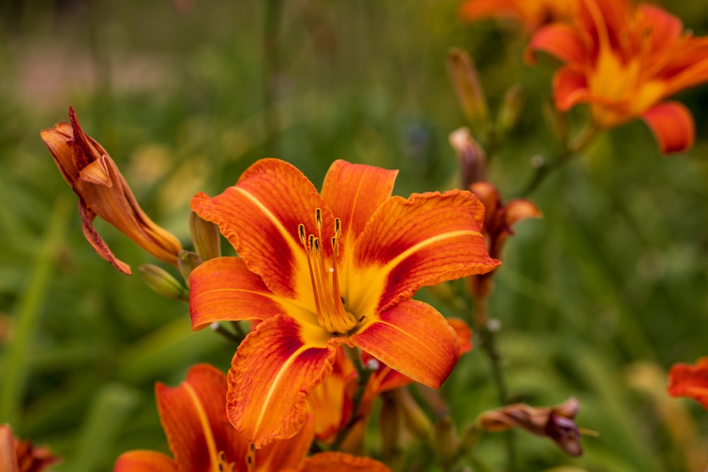 a close up of a flower