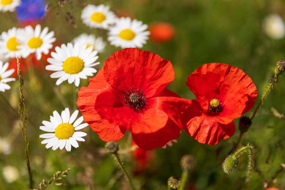 a group of red and white flowers