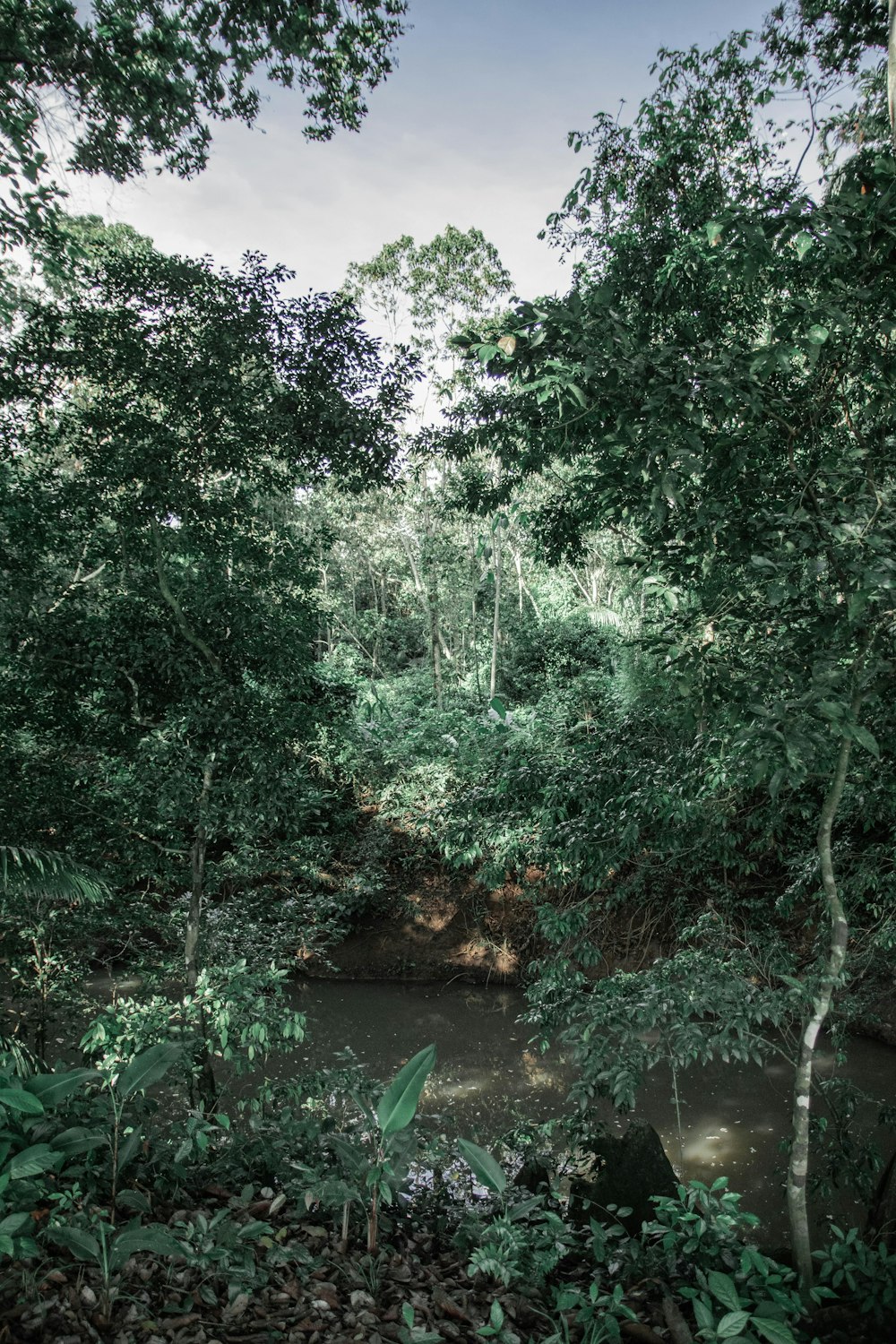 a river surrounded by trees