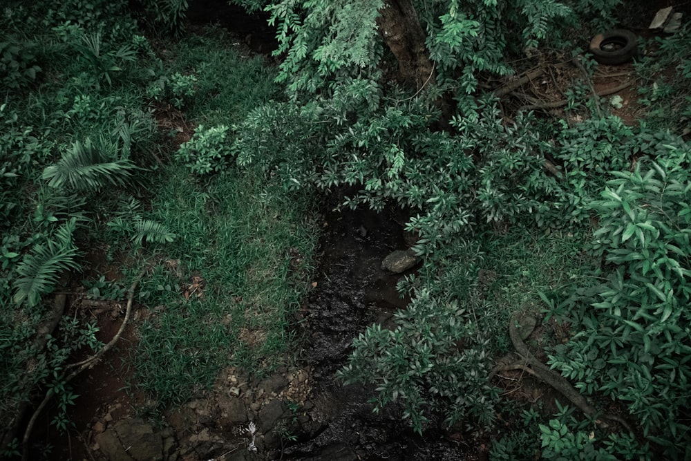 a small creek in a forest