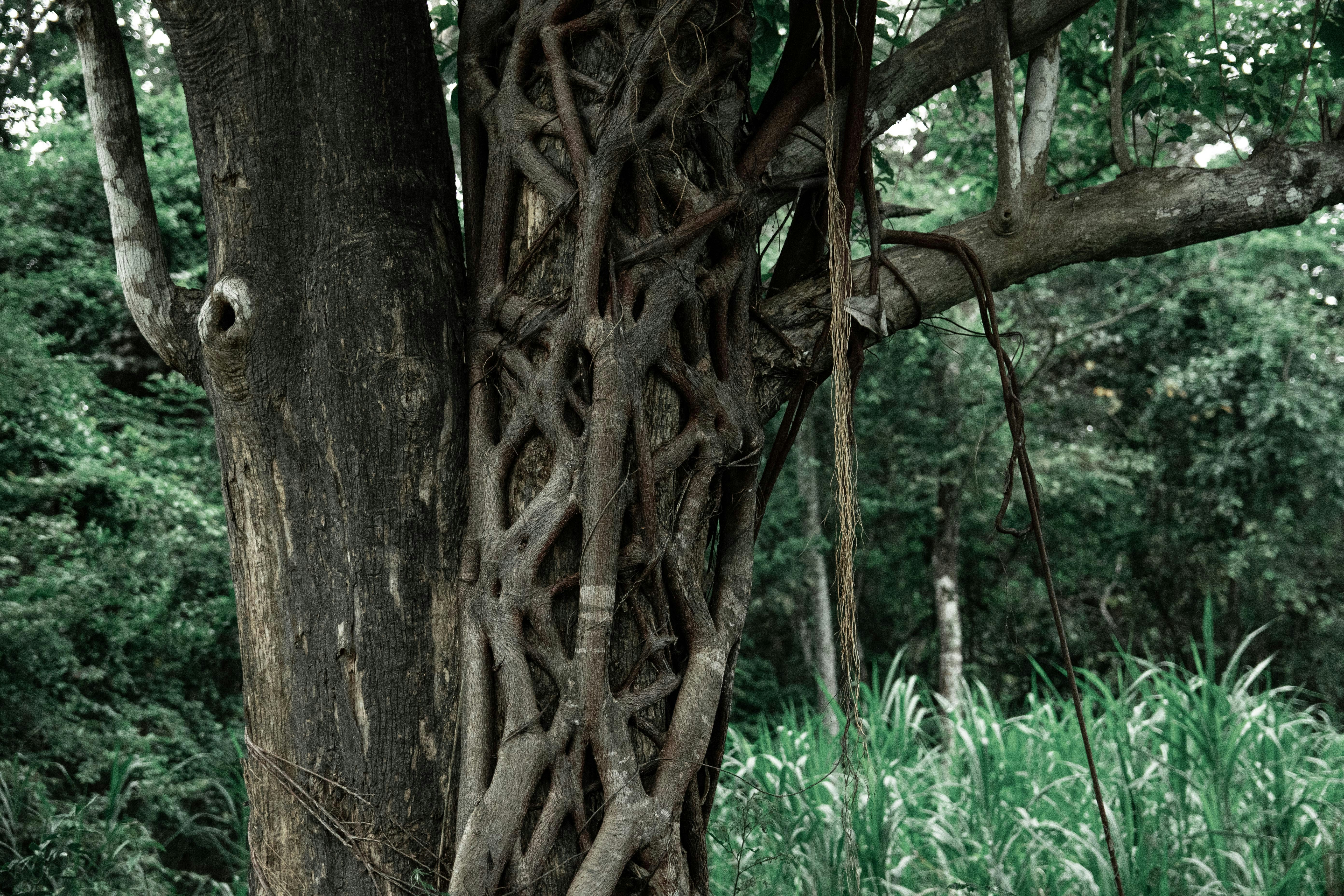 Photo by manuel_asturias