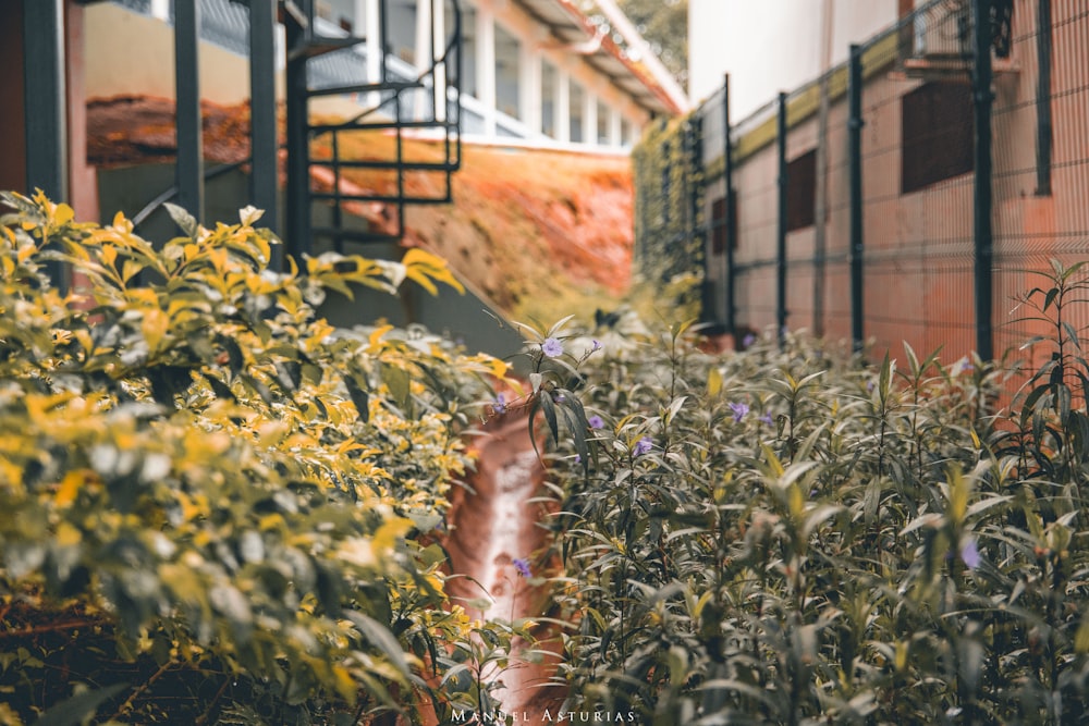 a fire hydrant in a garden