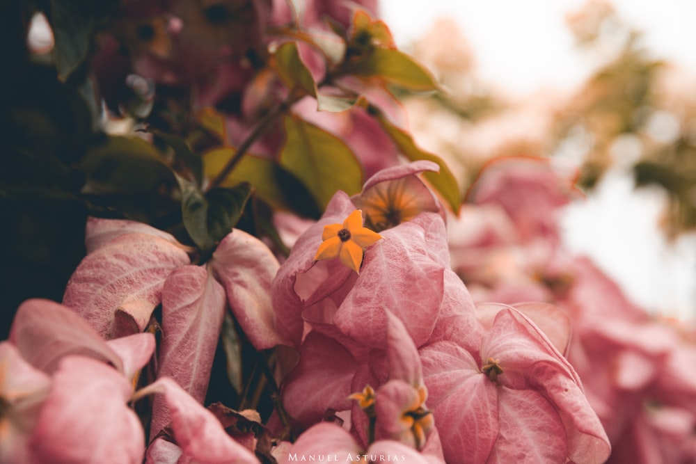 a close up of some flowers