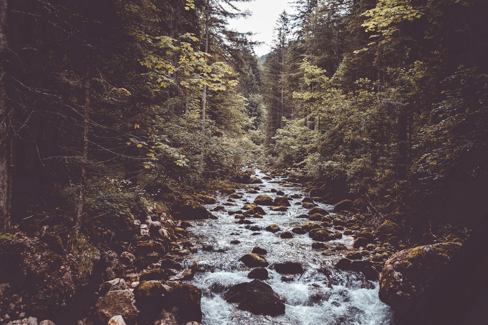 a river in a forest