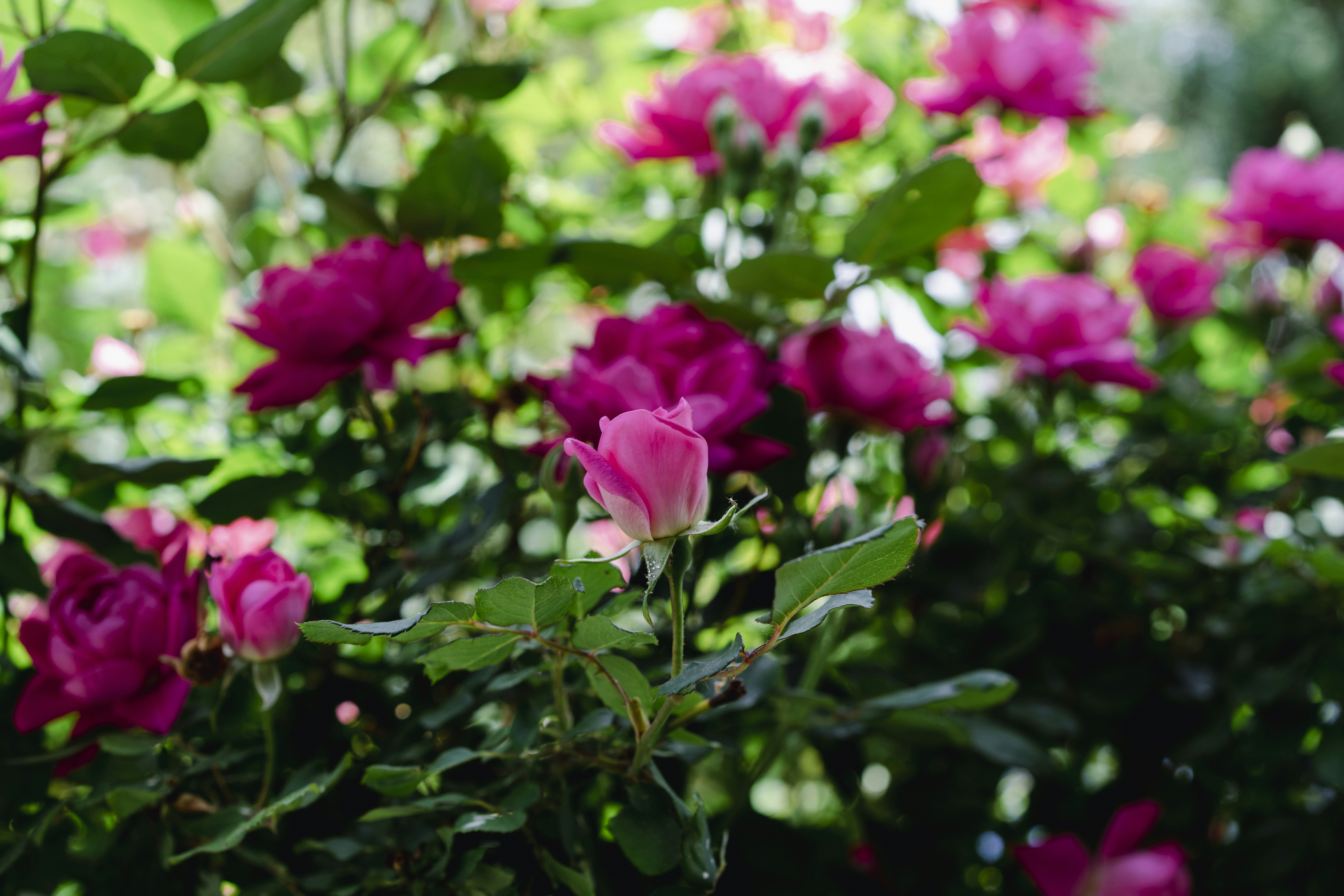 Photo by rebeccacolorado