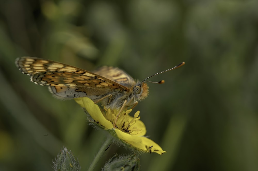 a moth on a plant