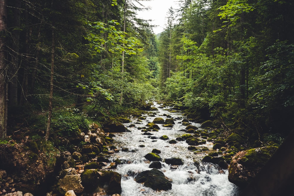 a stream in a forest