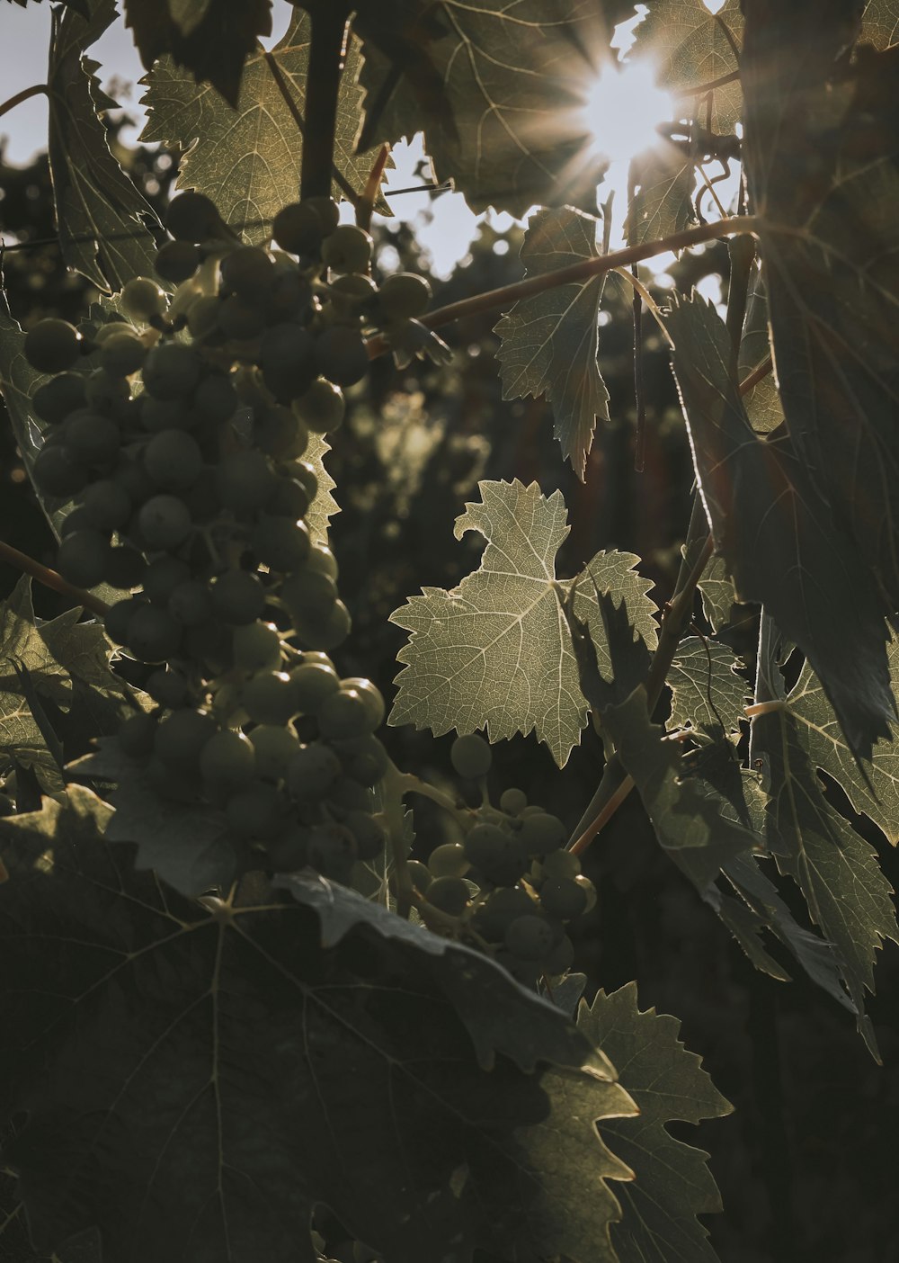 a tree with green leaves