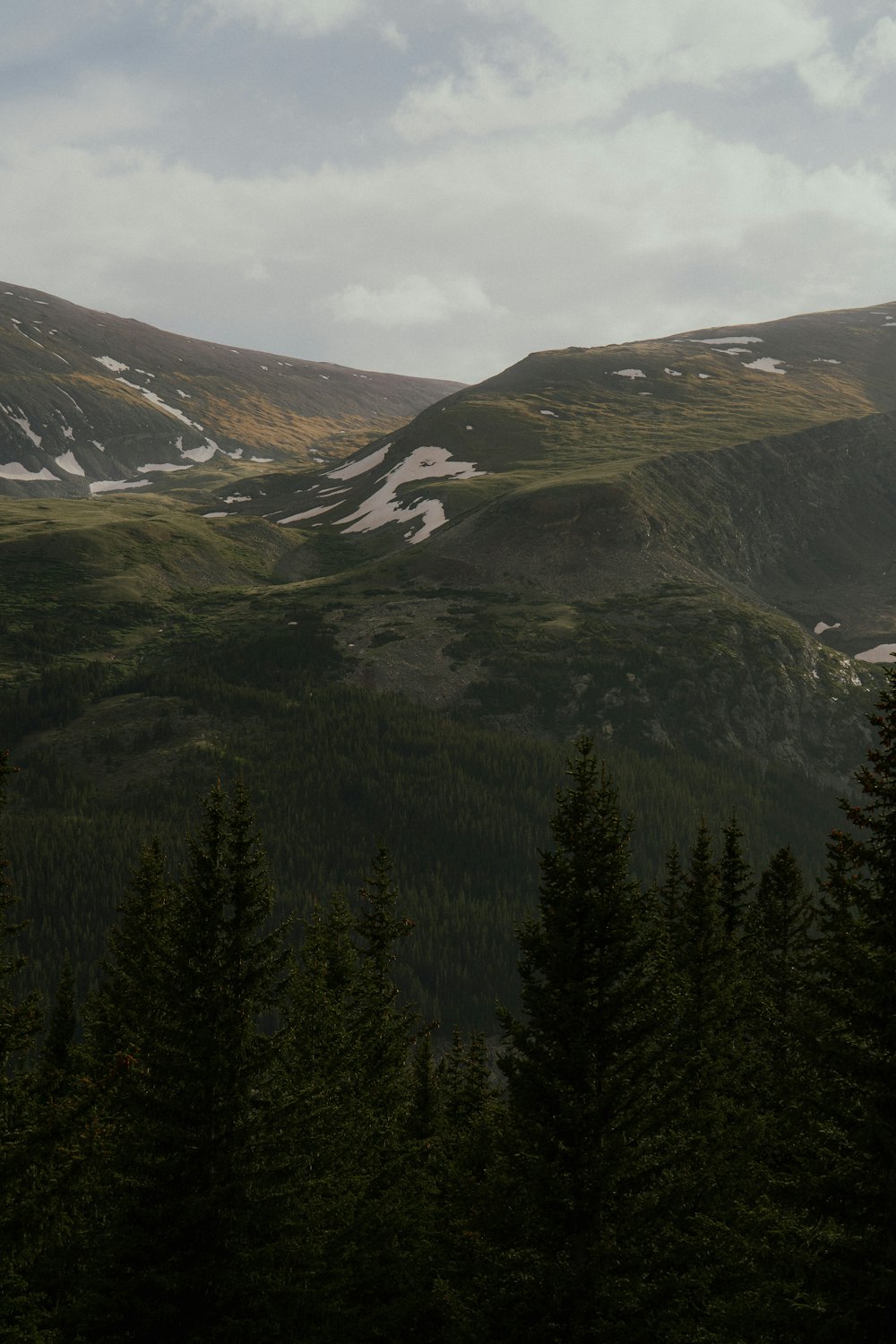 a mountain with trees and snow