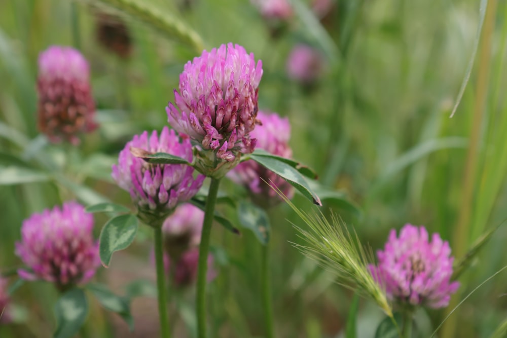 a close up of a flower