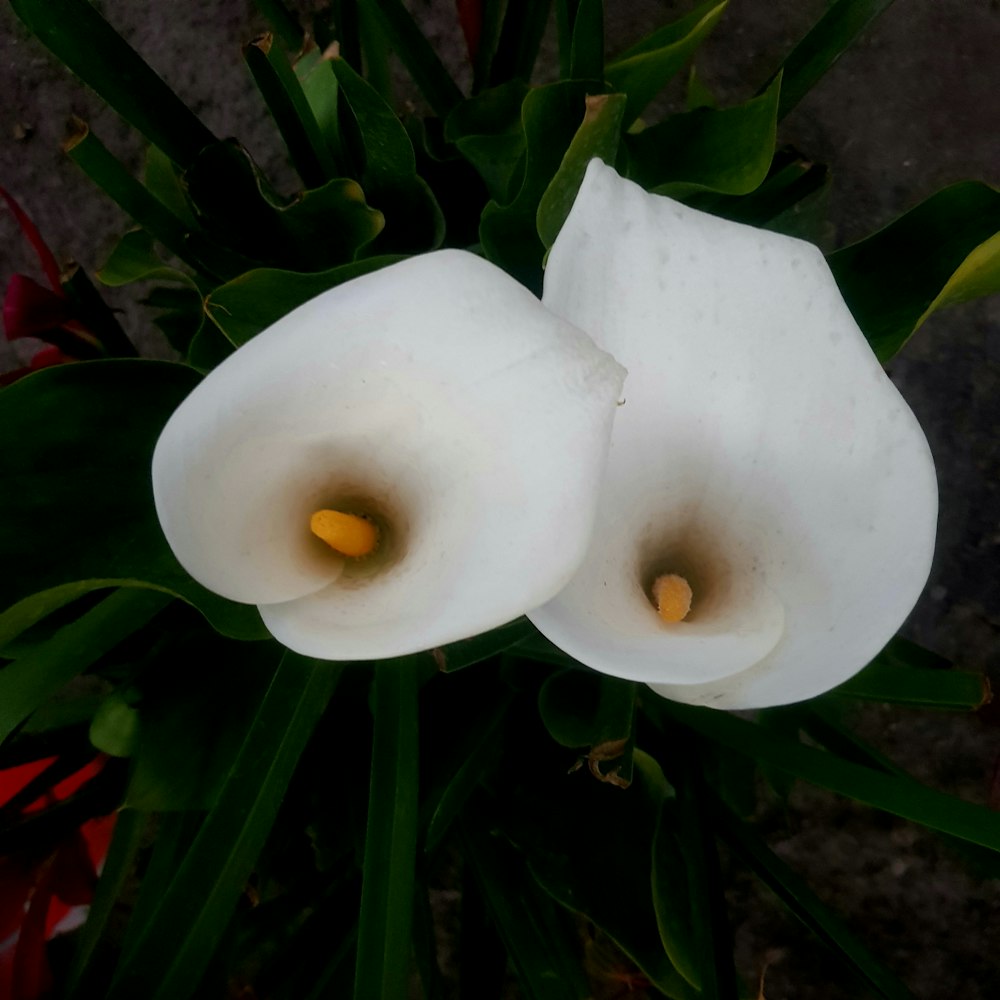 a couple white flowers