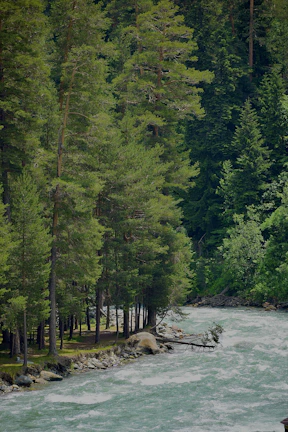 Peaceful river flowing beside the resort, lined by tall pine trees