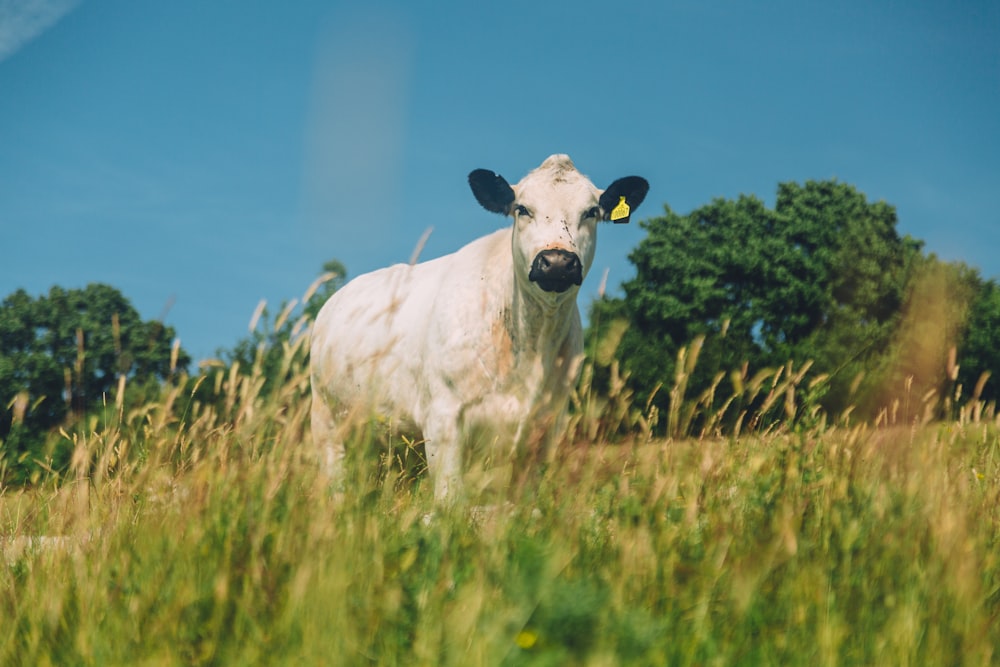 a cow with a yellow tag in a field