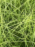 A dense cluster of vibrant green grass blades interwoven in a crisscross pattern, creating a textured and lively natural carpet.