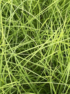 Close-up of dense, vibrant Korean carpet grass freshly laid in a residential garden.
