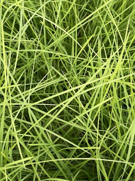 A dense cluster of vibrant green grass blades interwoven in a crisscross pattern, creating a textured and lively natural carpet.
