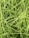 A dense cluster of vibrant green grass blades interwoven in a crisscross pattern, creating a textured and lively natural carpet.
