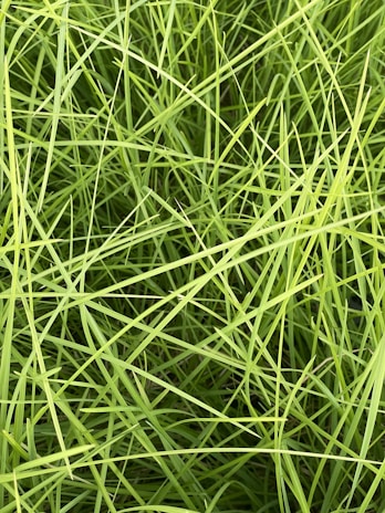 A dense cluster of vibrant green grass blades interwoven in a crisscross pattern, creating a textured and lively natural carpet.