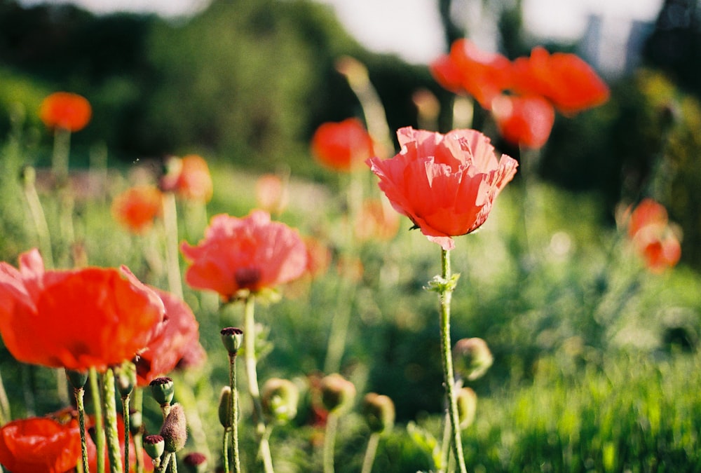 a group of red flowers