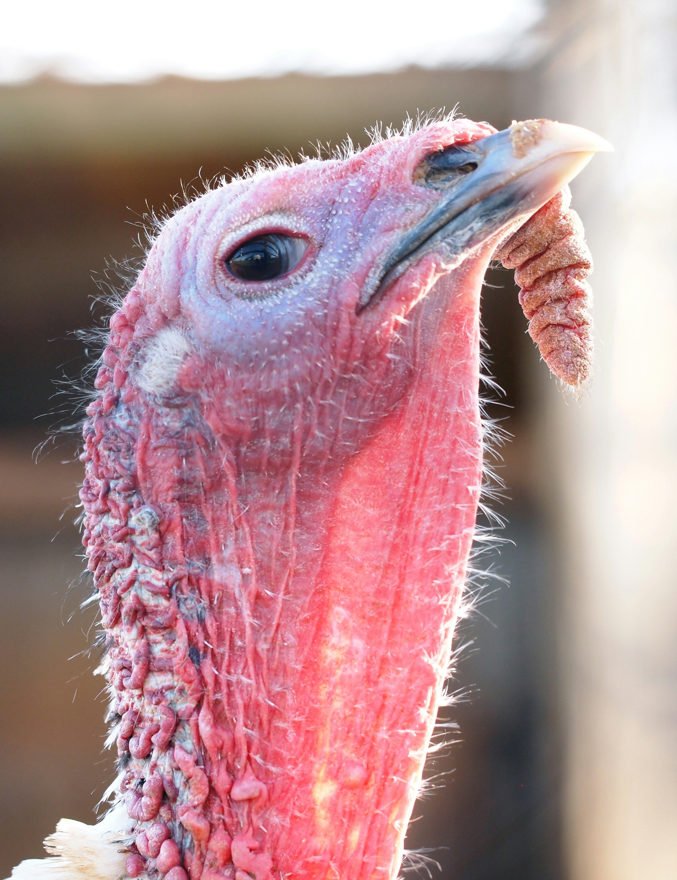 No exploding turkeys!