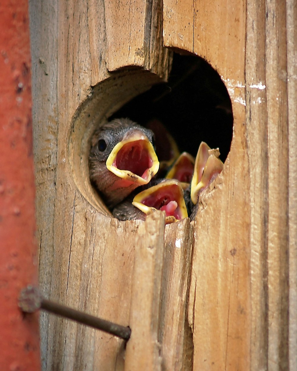 a bird with its mouth open