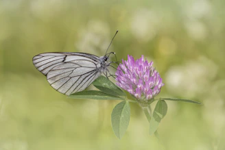 A serene butterfly resting on a soft lavender background symbolizing transformation and hope.