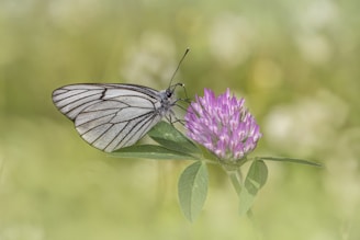 Softly lit close-up of a violet butterfly icon embossed on a creamy beige background.