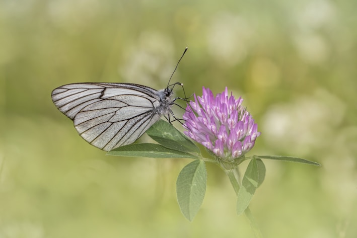 Softly lit close-up of a violet butterfly icon embossed on a creamy beige background.