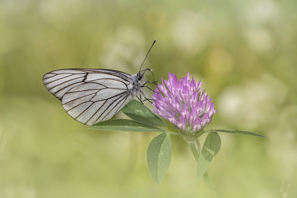 una mariposa en una flor