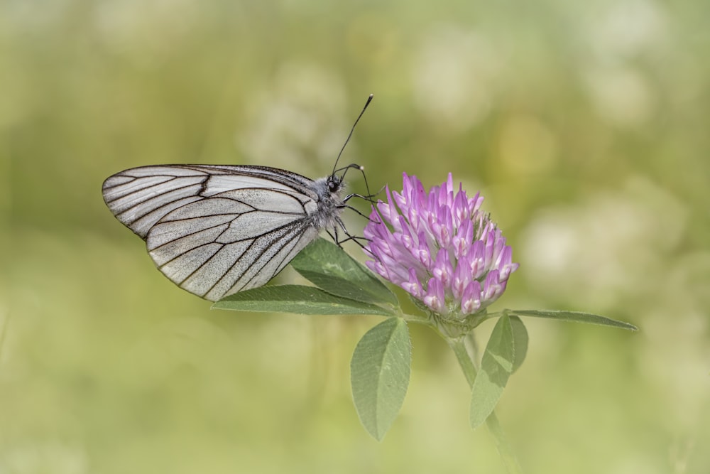 una farfalla su un fiore