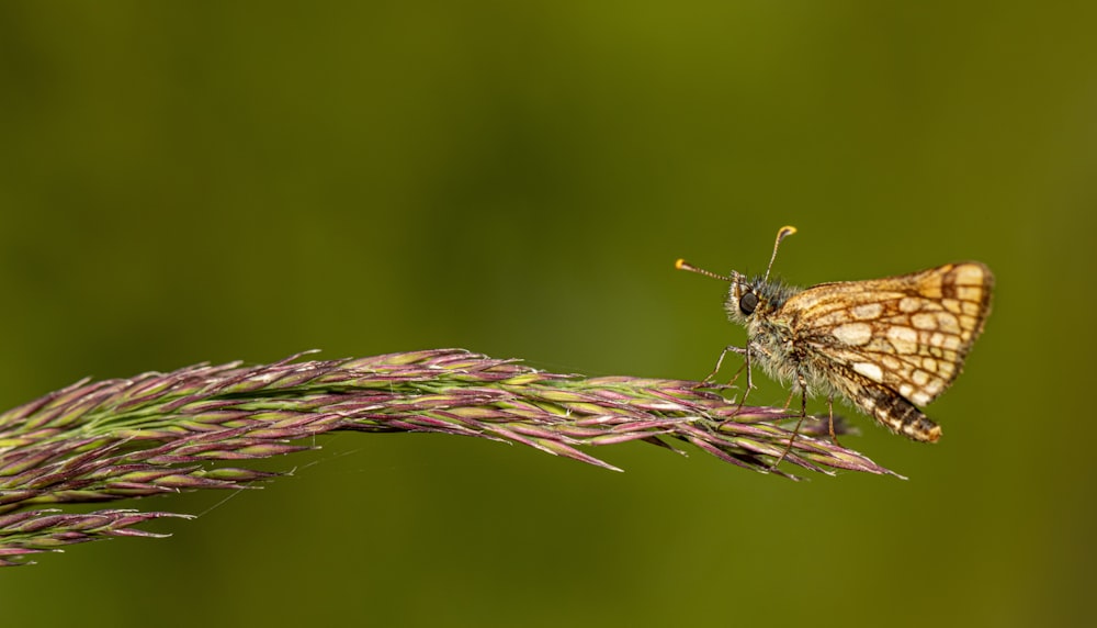 a butterfly on a flower