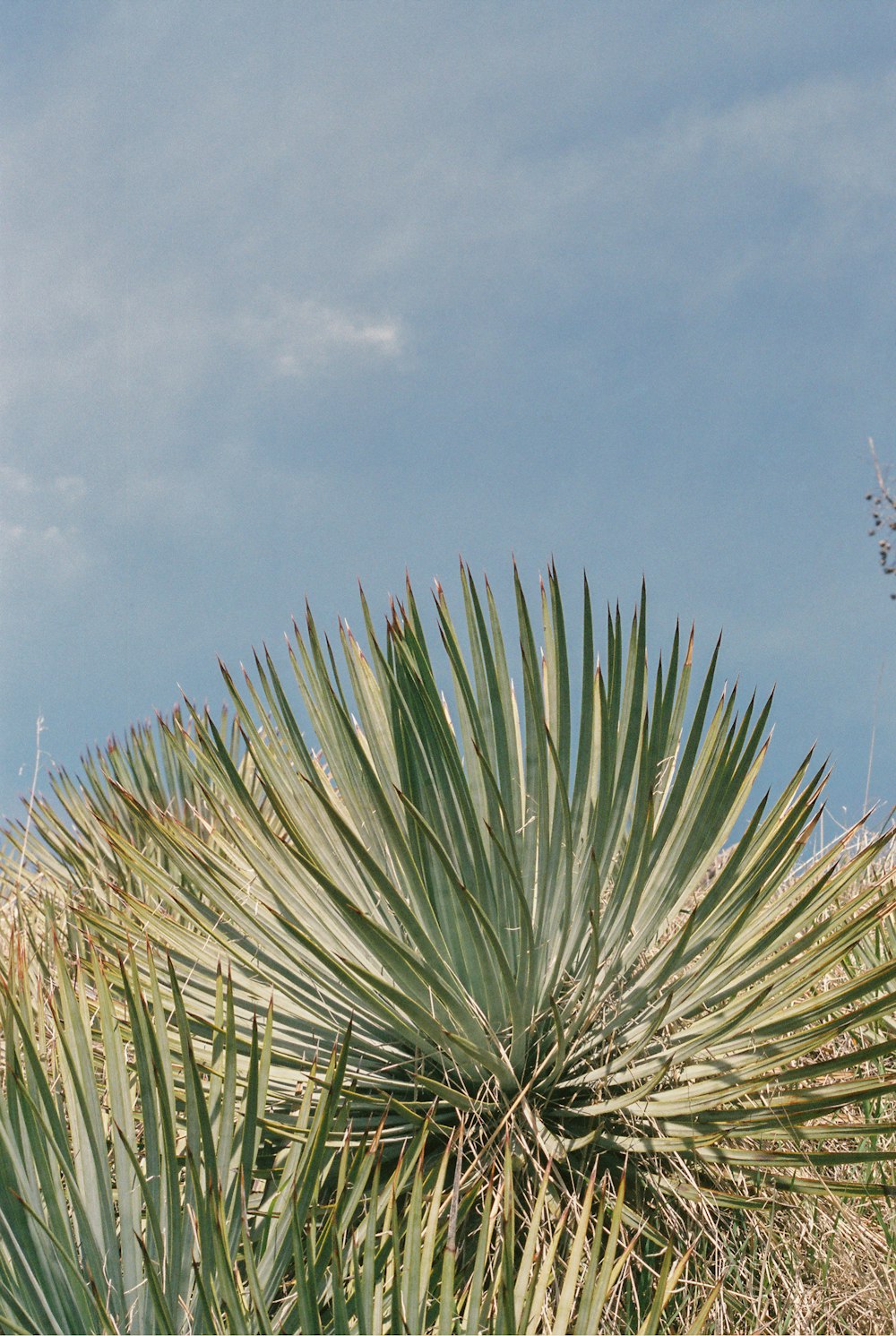 a close-up of some grass