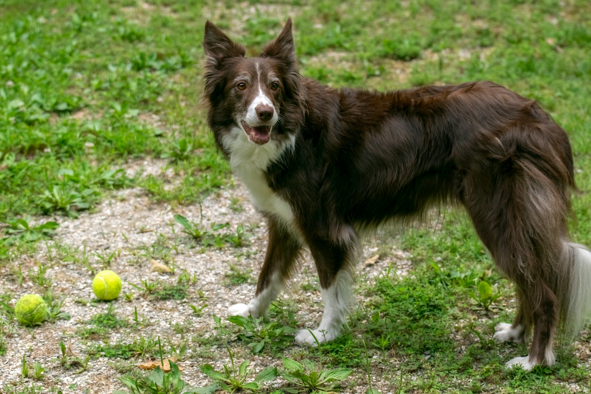 Border Collies