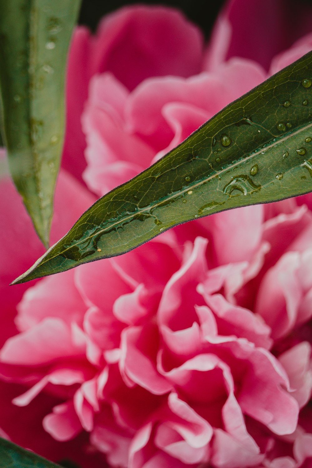 una farfalla verde e nera su un fiore rosa